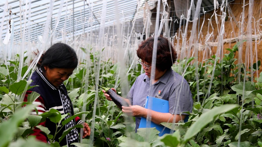 從田間到舌尖，德融酒管公司鮮蔬集采供應鏈搭建完成